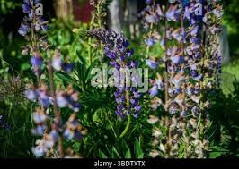 Image result for Lupinen