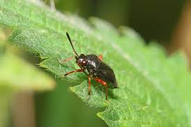 Attēlu rezultāti vaicājumam “Capsus ater”