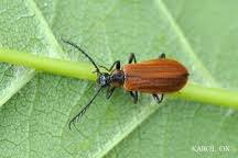 Attēlu rezultāti vaicājumam “Schizotus pectinicornis”