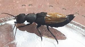 Billedresultat for rovbille