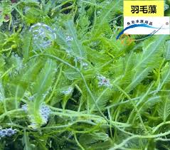 「綠羽毛」的圖片搜尋結果