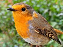 Attēlu rezultāti vaicājumam “Erithacus rubecula”