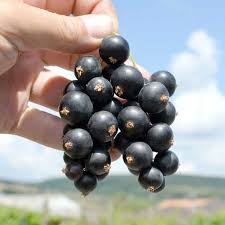 Attēlu rezultāti vaicājumam “Ribes nigrum fruit”