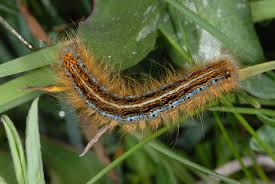 Attēlu rezultāti vaicājumam “Malacosoma castrensis larva”