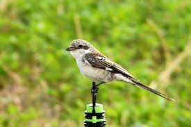 Image result for Lanius nubicus