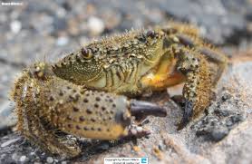 Image result for Eriphia verrucosa