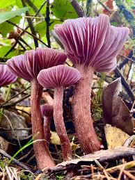 Attēlu rezultāti vaicājumam “Tremellodendropsis tuberosa”