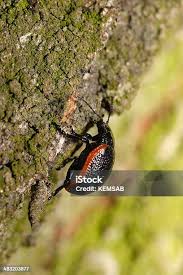 Attēlu rezultāti vaicājumam “Psococerastis gibbosa”