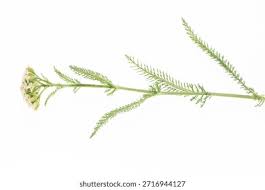 Attēlu rezultāti vaicājumam “Achillea millefolium leaf”
