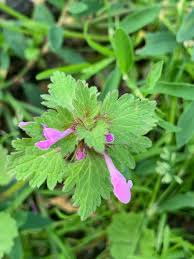 Attēlu rezultāti vaicājumam “Lamium amplexicaule leaf”