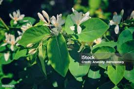 Attēlu rezultāti vaicājumam “Frangula alnus flower”