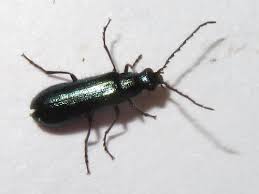 Attēlu rezultāti vaicājumam “Dasytes caeruleus”