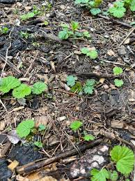 Attēlu rezultāti vaicājumam “Geum urbanum leaf”