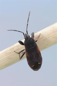 Attēlu rezultāti vaicājumam “Eremocoris plebejus”