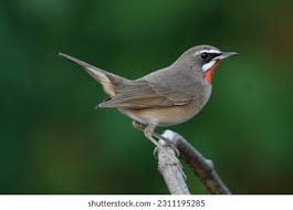 Image result for Luscinia calliope