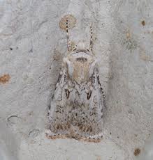 Attēlu rezultāti vaicājumam “Agrotis ripae”