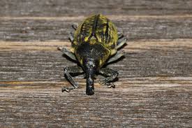 Attēlu rezultāti vaicājumam “Larinus sp.”