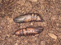 Attēlu rezultāti vaicājumam “Deilephila elpenor larva”