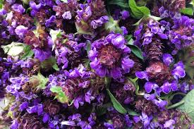 Attēlu rezultāti vaicājumam “Prunella vulgaris”