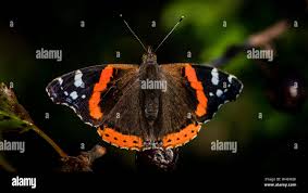 Attēlu rezultāti vaicājumam “Vanessa atalanta upperside”