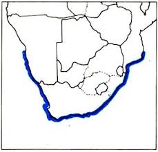 Image result for Gymnura natalensis