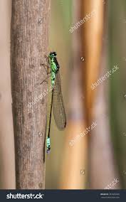 Attēlu rezultāti vaicājumam “Coenagrion armatum male”