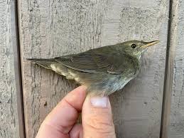 Image result for Locustella fluviatilis