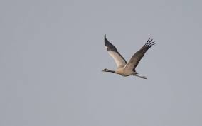 Attēlu rezultāti vaicājumam “Grus grus adult”