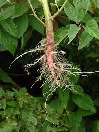 Attēlu rezultāti vaicājumam “Amaranthus retroflexus leaf”