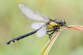 Attēlu rezultāti vaicājumam “Gomphus vulgatissimus”