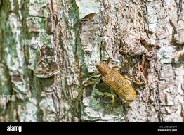 Attēlu rezultāti vaicājumam “Saperda carcharias”