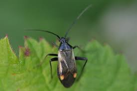 Attēlu rezultāti vaicājumam “Adelphocoris seticornis”