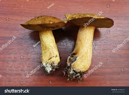 Attēlu rezultāti vaicājumam “Gyroporus cyanescens”