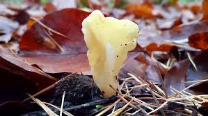 Attēlu rezultāti vaicājumam “Spathularia flavida”