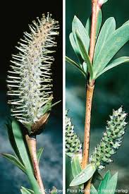 Attēlu rezultāti vaicājumam “Salix purpurea leaf”