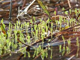 Attēlu rezultāti vaicājumam “Cinclidium stygium macro”