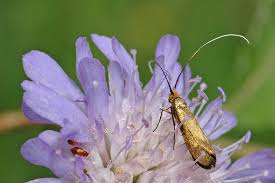 Attēlu rezultāti vaicājumam “Nemophora metallica”