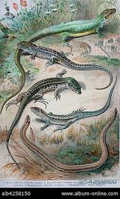 Attēlu rezultāti vaicājumam “Lacerta vivipara”