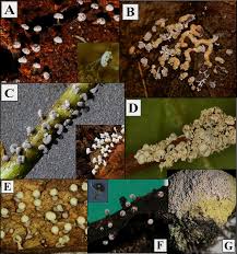 Attēlu rezultāti vaicājumam “Craterium aureonucleatum spores”