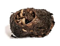 Attēlu rezultāti vaicājumam “Nicrophorus vespilloides”