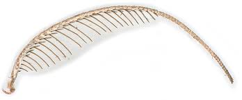 Attēlu rezultāti vaicājumam “Cyclophora pendularia”