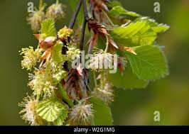 Attēlu rezultāti vaicājumam “Fagus sylvatica female flower”