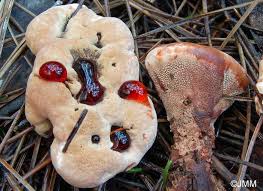 Attēlu rezultāti vaicājumam “Hydnellum ferrugineum”