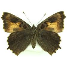 Attēlu rezultāti vaicājumam “Aglais urticae underside”