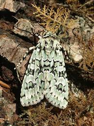 Attēlu rezultāti vaicājumam “Griposia aprilina”