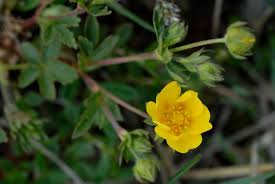 Attēlu rezultāti vaicājumam “Potentilla arenaria bud”