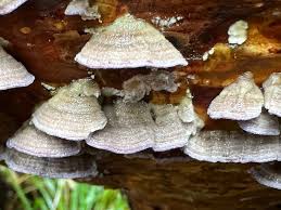 Attēlu rezultāti vaicājumam “Trichaptum abietinum”