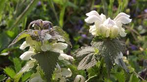 Attēlu rezultāti vaicājumam “Lamium album flower”