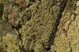 Attēlu rezultāti vaicājumam “Hypocenomyce scalaris”