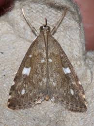 Attēlu rezultāti vaicājumam “Udea olivalis”